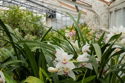 12th A Thousand and One Orchids 2025