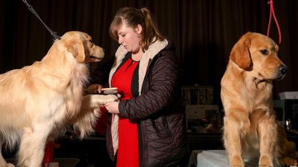 1f4cd196-8672-494f-9cf0-03173b9fae3b-SilverFallsKennelClubdogshow001