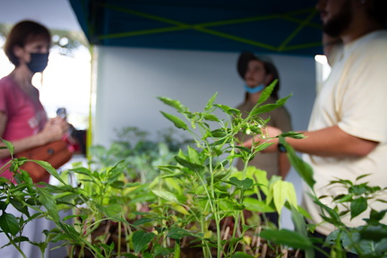 Green Market