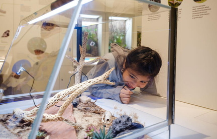 Educators’ Evening Susan and Peter J. Solomon Family Insectarium