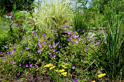 Native & Perennial Plants Workshop