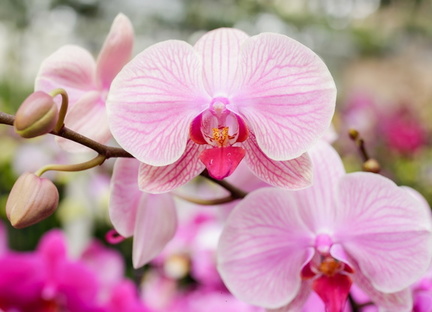 Orchids 101 Class