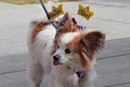 Mardi Paws