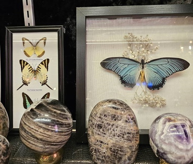 Basic Insect Pinning