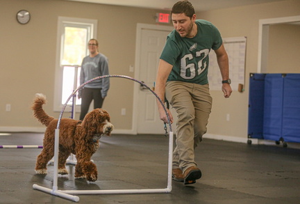 Beginner Agility