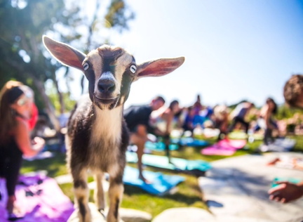 Goat Yoga