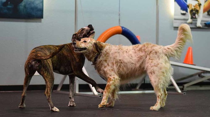All American Pet Expo.v1