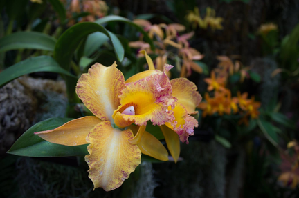 Orchid Show