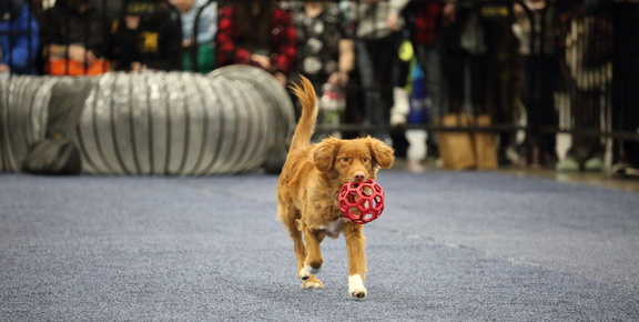 Edmonton Pet Expo 2025