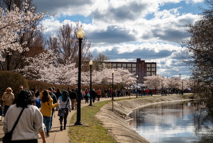 Akron-Sakura-1000px