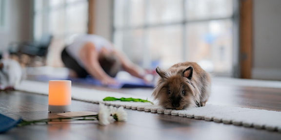 Candlelight Yoga with Bunnies