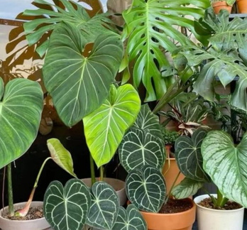 large plant