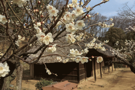tokyo-yakushiike-plum-festival-238058