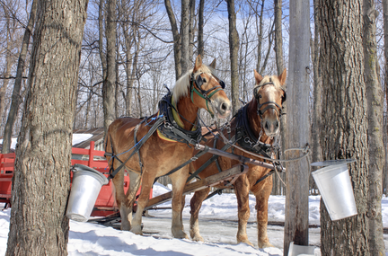 Maple Festival Horses Wagon Ride Winter