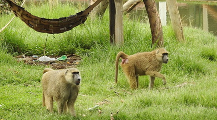 Parque Zoologico.v1