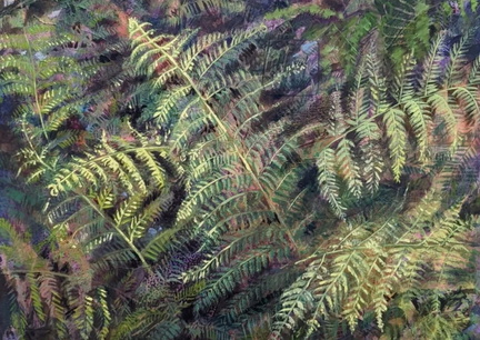 Biophilia Love of Life
