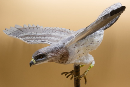 Wildlife of the Mesilla Valley