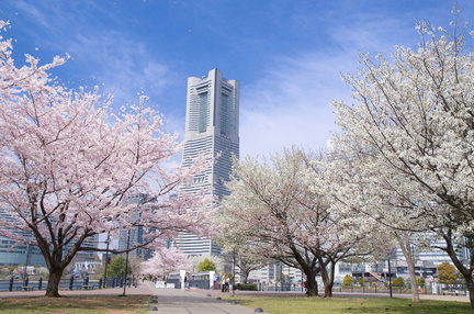 Sakura Festa
