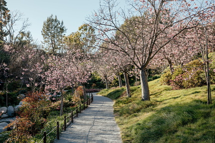 Cherry Blossom Festival