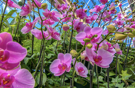 Orchid Daze