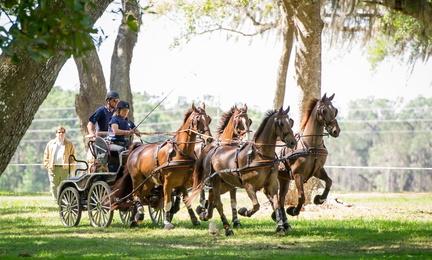 Live Oak International Horse Show and Driving Tournament