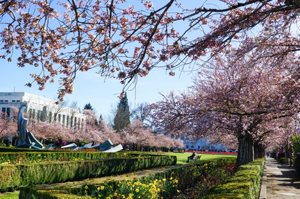 Cherry Blossom Festival