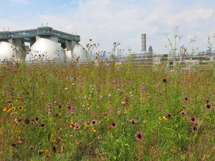 Wildflowers
