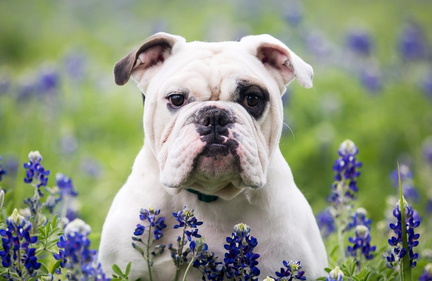 Bulldogs and Mudbugs