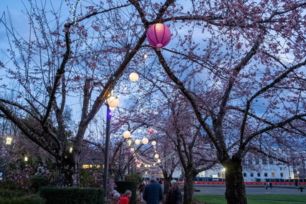 Yozakura Nighttime Viewing of the Cherry Blossoms