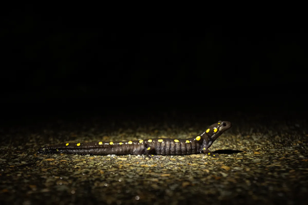 Salamander Night Hike