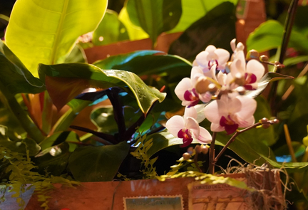 Orchid Escape Exhibit
