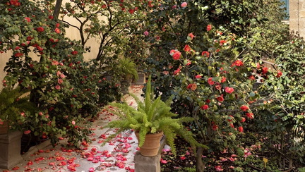 Visita guidata al Giardino segreto delle camelie