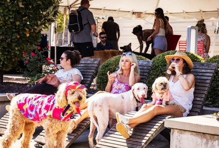 Pups & Pints