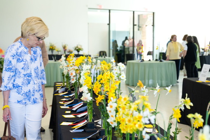 Middle Tennessee Daffodil Show