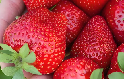 u-pick-strawberry-farm-near-murfreesboro-tn (1)-fotor-20250226141521