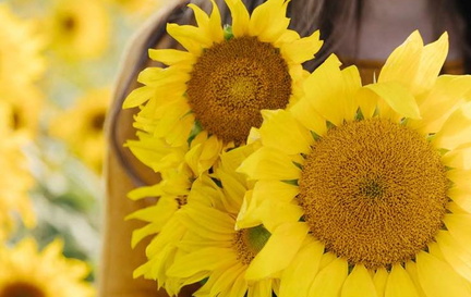 franklin-pick-your-own-sunflower-farm