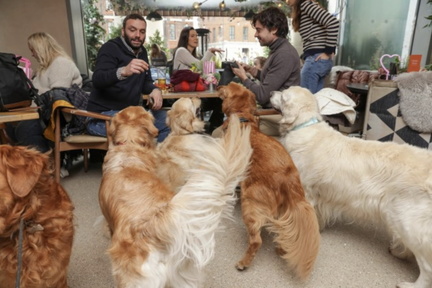 Golden Retriever Cafe
