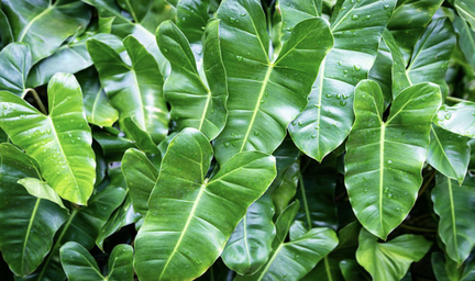 Philodendron