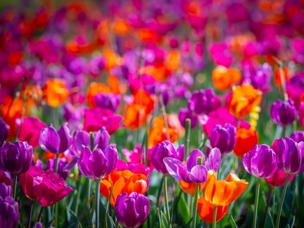 Blooms &amp; Beats