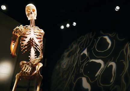 Bodies The Exhibition