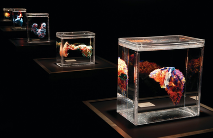 Bodies The Exhibition