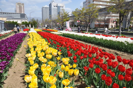 The 24th Rokko Island Tulip Festival