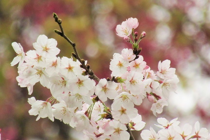 Forest Sakura and Early Spring Flowers
