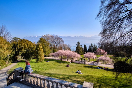 Les Arbr’Apéros Discovering the most beautiful magnolia in Lausanne