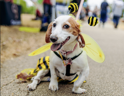 San Antonio Fest of Tails