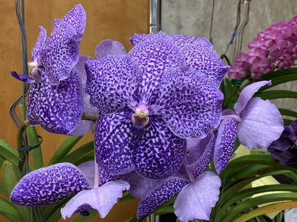 Orchid show &amp; Sale