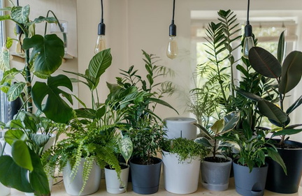 Plant Swap - Shenanigans Comedy Theatre.v1