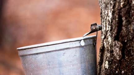 poster board poster board Maple Syrup Saturday  Metal Bucket Hanging on Tree 2 (2)