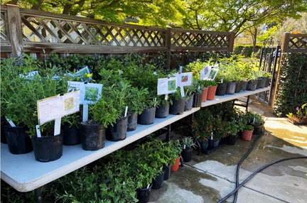 Annual Spring Plant Sale