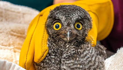 Wildlife Care Association Baby Shower Open House